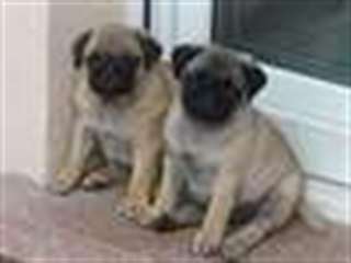 Chiots carlin lof et pour  pug male et femelle