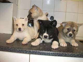 Chiots Akita 2 Hommes 2 Femmes