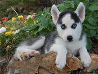 Magnifiques chiots husky siberien disponible