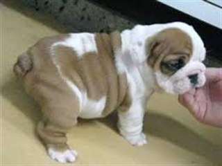3 chiots bulldog anglais  à donner