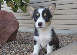 Chiots Pembroke Welsh Corgis