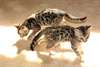 Chatons Bengal pour une nouvelle maison - photo 1