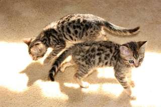 Chatons Bengal pour une nouvelle maison