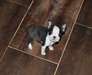 Adorables chiots Boston Terrier - photo 1