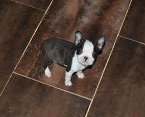Adorables chiots Boston Terrier