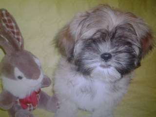 CHIOTS SHIH TZU