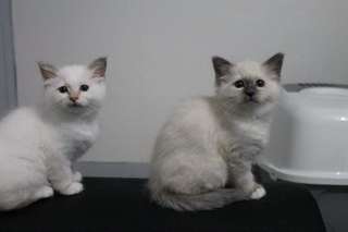 Chaton sacre de birmanie loof