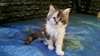 Chaton maine coon - photo 1