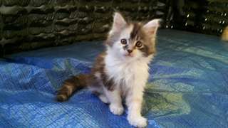 Chaton maine coon