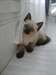 Chaton ragdoll croisé siamois - photo 1
