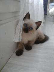 Chaton ragdoll croisé siamois