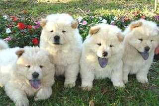 Chiots Chow Chow