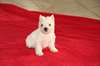 chiots Westy/ West Highland Terrier(Cesar) - photo 2