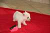 chiots Westy/ West Highland Terrier(Cesar) - photo 3