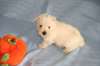 chiots Westy/ West Highland Terrier(Cesar) - photo 4