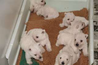 chiots Westy/ West Highland Terrier(Cesar)
