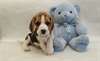 Surperbe pair de chiots Beagle a donner - photo 1