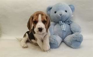 Surperbe pair de chiots Beagle a donner