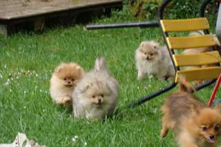 superbe bebe spitz nain allemand