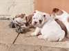 superbes chiots bulldog anglais disponible - photo 1
