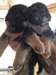 chiots berger allemand de pure race - photo 2