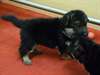 chiots berger allemand de pure race - photo 4
