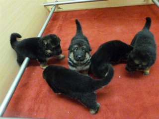 chiots berger allemand de pure race