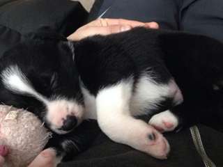 Chiots type border collie