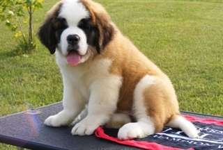 ADORABLES CHIOTS DE RACE SAN BERNADO DISPONIBLE