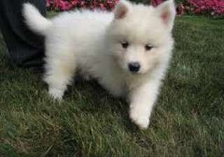 Magnifiques chiots samoyede disponible