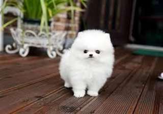 Magnifiques chiots pomeranie disponible