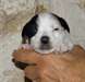 adorables chiots jack russell terrier - photo 3