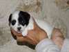 adorables chiots jack russell terrier - photo 4