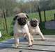Chiots Carlin Beige - photo 2