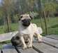 Chiots Carlin Beige - photo 3