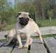 Chiots Carlin Beige - photo 4