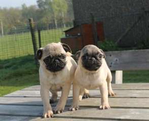 Chiots Carlin Beige