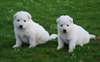 Adorables petit berger blanc suisse - photo 1