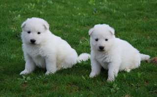 Adorables petit berger blanc suisse