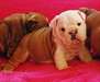 chiots bulldog anglais - photo 1