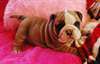 chiots bulldog anglais - photo 2