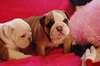 chiots bulldog anglais - photo 3