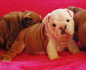 chiots bulldog anglais