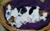 superbes chiots jack russell terrier - photo 1