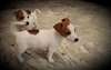 superbes chiots jack russell terrier - photo 3
