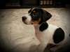 superbes chiots jack russell terrier - photo 4