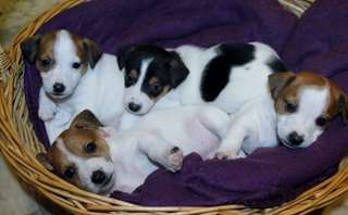 superbes chiots jack russell terrier