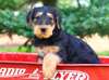 Chiots Airedale Terrier pour adoption - photo 1