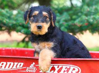 Chiots Airedale Terrier pour adoption