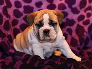 Chiots English Bulldog